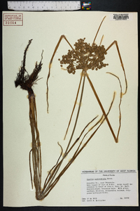 Cyperus surinamensis image