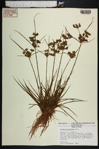 Cyperus surinamensis image