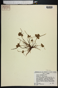 Cyperus surinamensis image