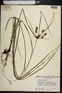 Cyperus tetragonus image