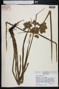 Cyperus virens image