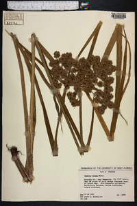 Cyperus virens image