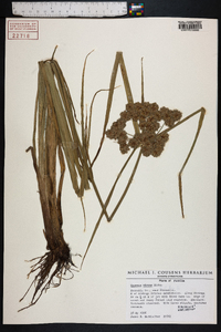 Cyperus virens image