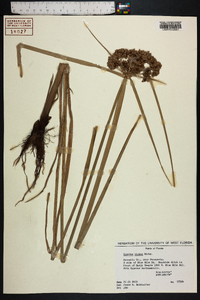 Cyperus virens image