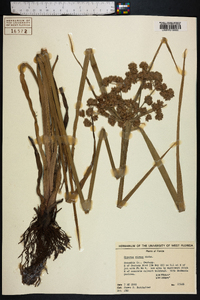 Cyperus virens image