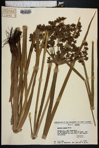 Cyperus virens image