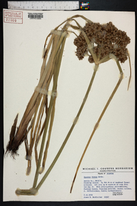 Cyperus virens image