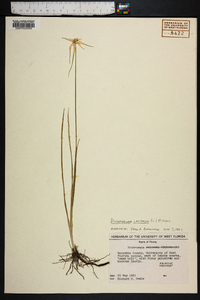 Dichromena latifolia image