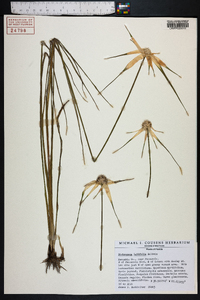 Dichromena latifolia image