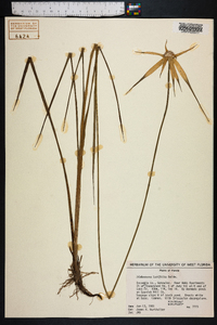 Dichromena latifolia image