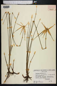 Dichromena latifolia image