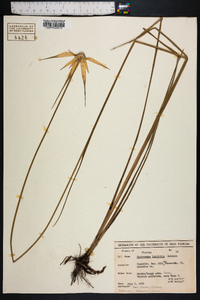 Dichromena latifolia image