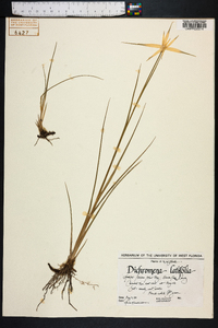 Dichromena latifolia image