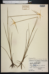 Dichromena latifolia image