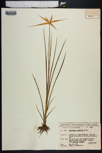 Dichromena latifolia image