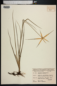 Dichromena latifolia image