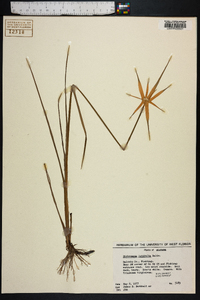 Dichromena latifolia image