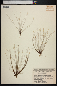 Eleocharis baldwinii image