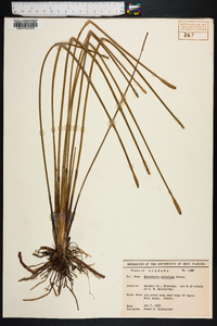 Eleocharis cellulosa image