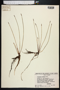 Eleocharis elongata image