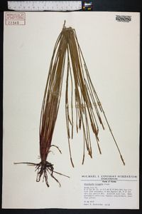 Eleocharis elongata image