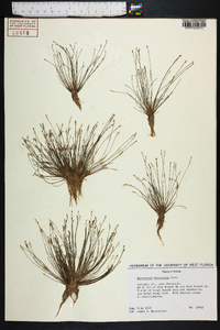 Eleocharis microcarpa image