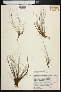 Eleocharis microcarpa image