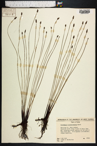 Eleocharis montevidensis image