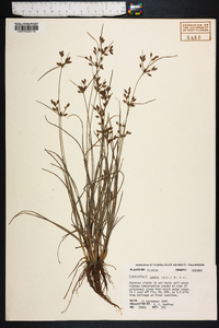 Fimbristylis annua image