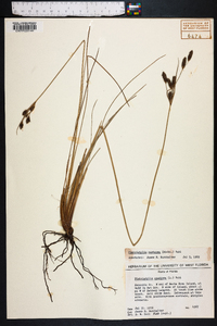 Fimbristylis castanea image