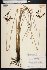 Fimbristylis castanea image