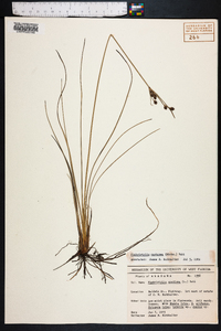 Fimbristylis castanea image