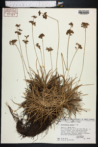 Fimbristylis cymosa image