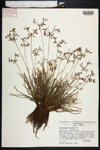 Fimbristylis decipiens image