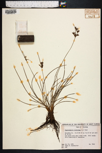 Fimbristylis dichotoma image