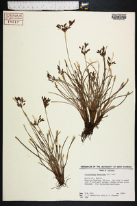 Fimbristylis dichotoma image