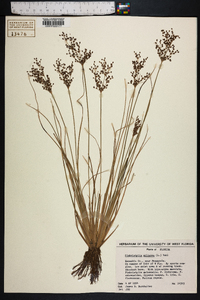 Fimbristylis miliacea image