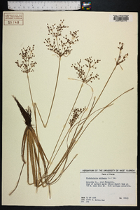 Fimbristylis miliacea image