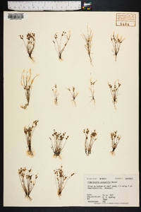 Fimbristylis perpusilla image