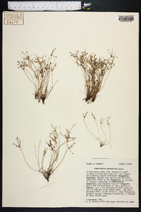 Fimbristylis perpusilla image