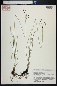 Fimbristylis puberula image