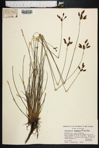 Fimbristylis puberula image