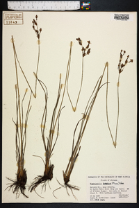 Fimbristylis puberula image