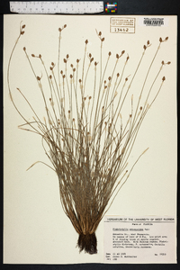 Fimbristylis schoenoides image