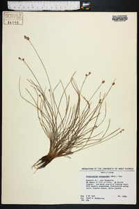 Fimbristylis schoenoides image