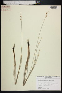 Fimbristylis schoenoides image