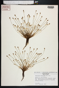 Fimbristylis schoenoides image