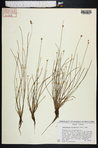 Fimbristylis schoenoides image