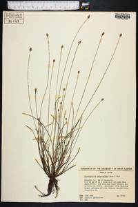 Fimbristylis schoenoides image