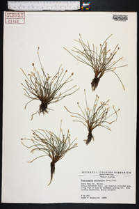 Fimbristylis schoenoides image